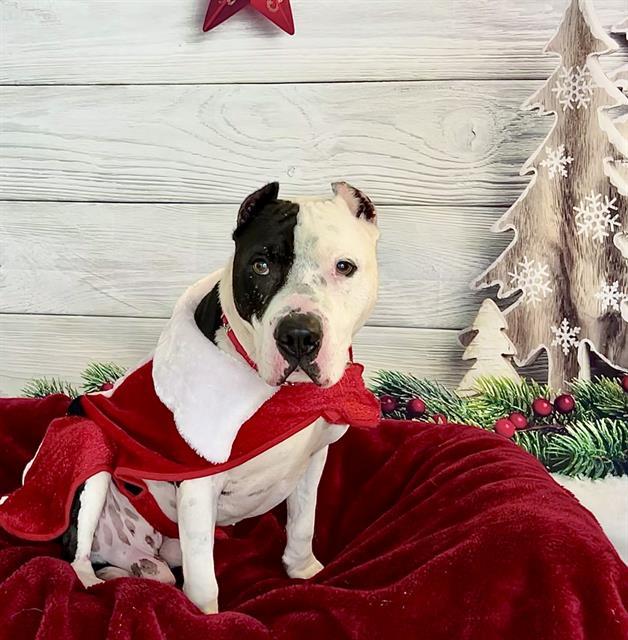 FOREST, Adoptable, Adult Male Pit Bull Terrier.