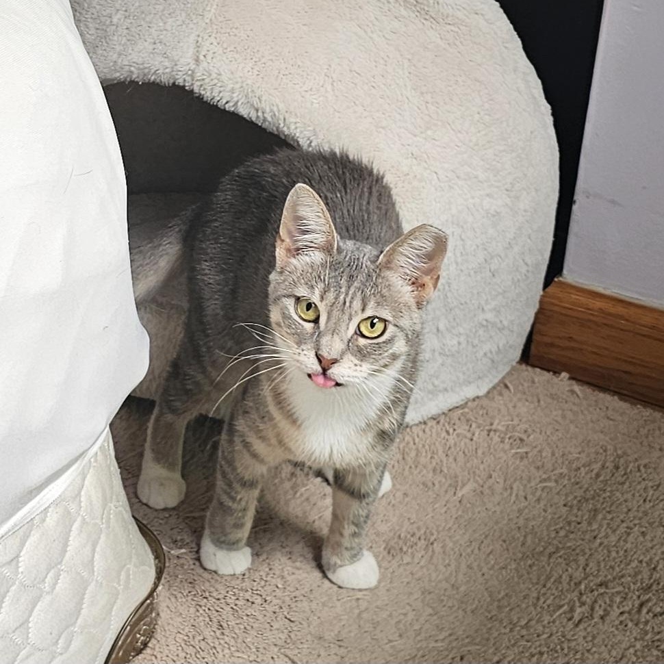 Enlarge Tiny, an adopted Domestic Short Hair in Ridgefield, CT image 4/6