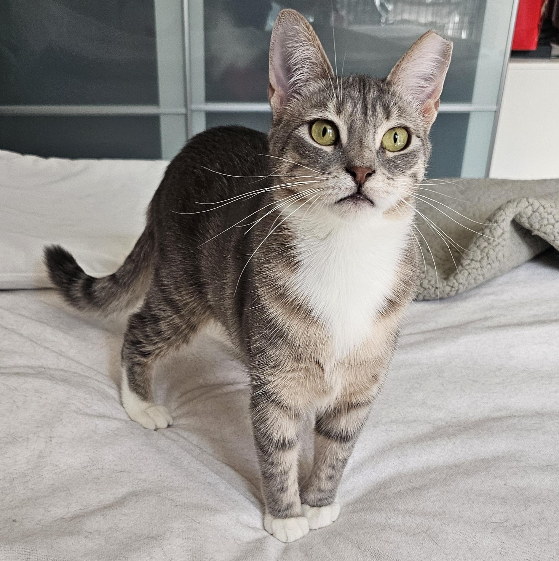 Enlarge Tiny, an adopted Domestic Short Hair in Ridgefield, CT image 2/6