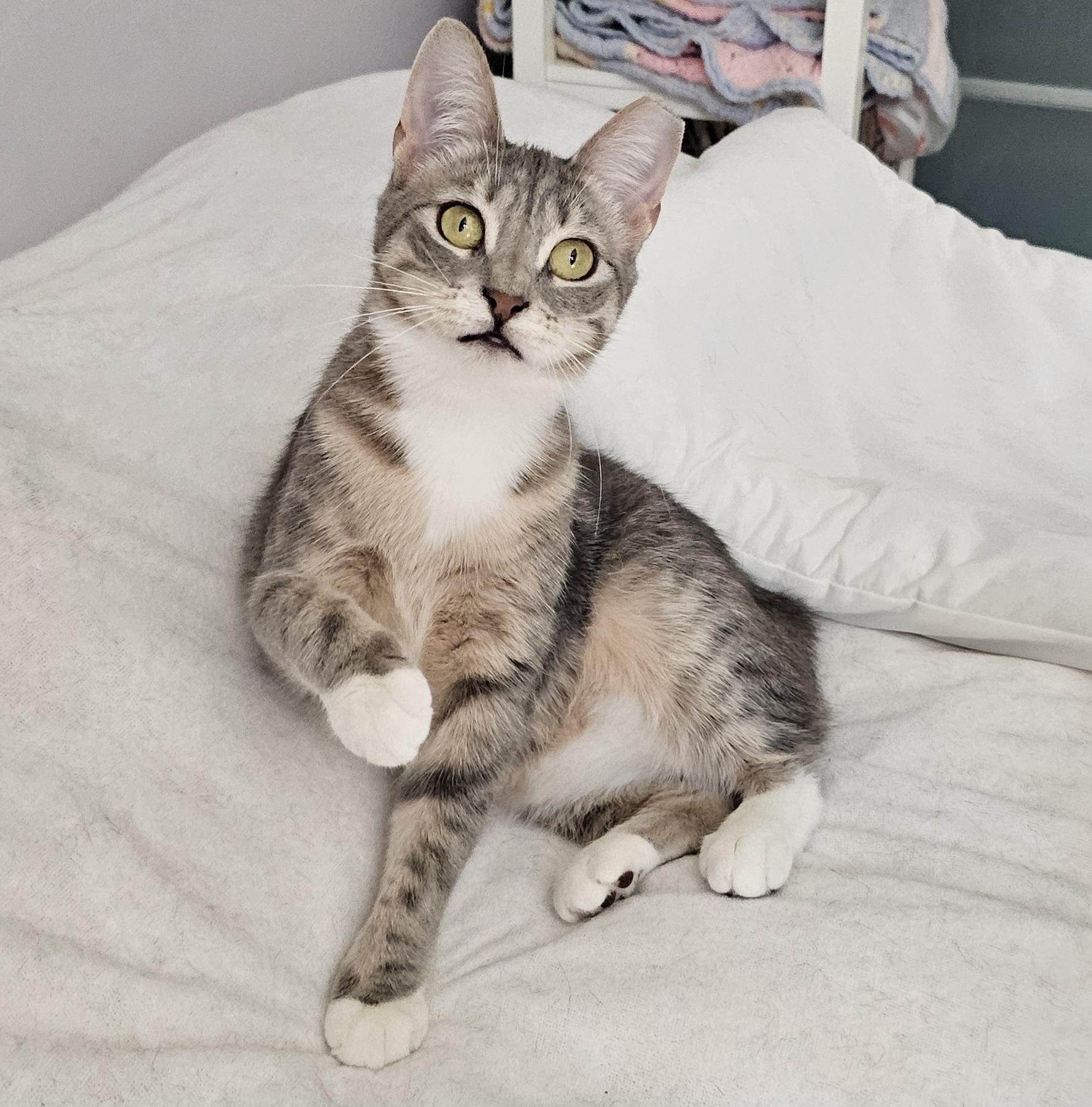 Enlarge Tiny, an adopted Domestic Short Hair in Ridgefield, CT image 1/6