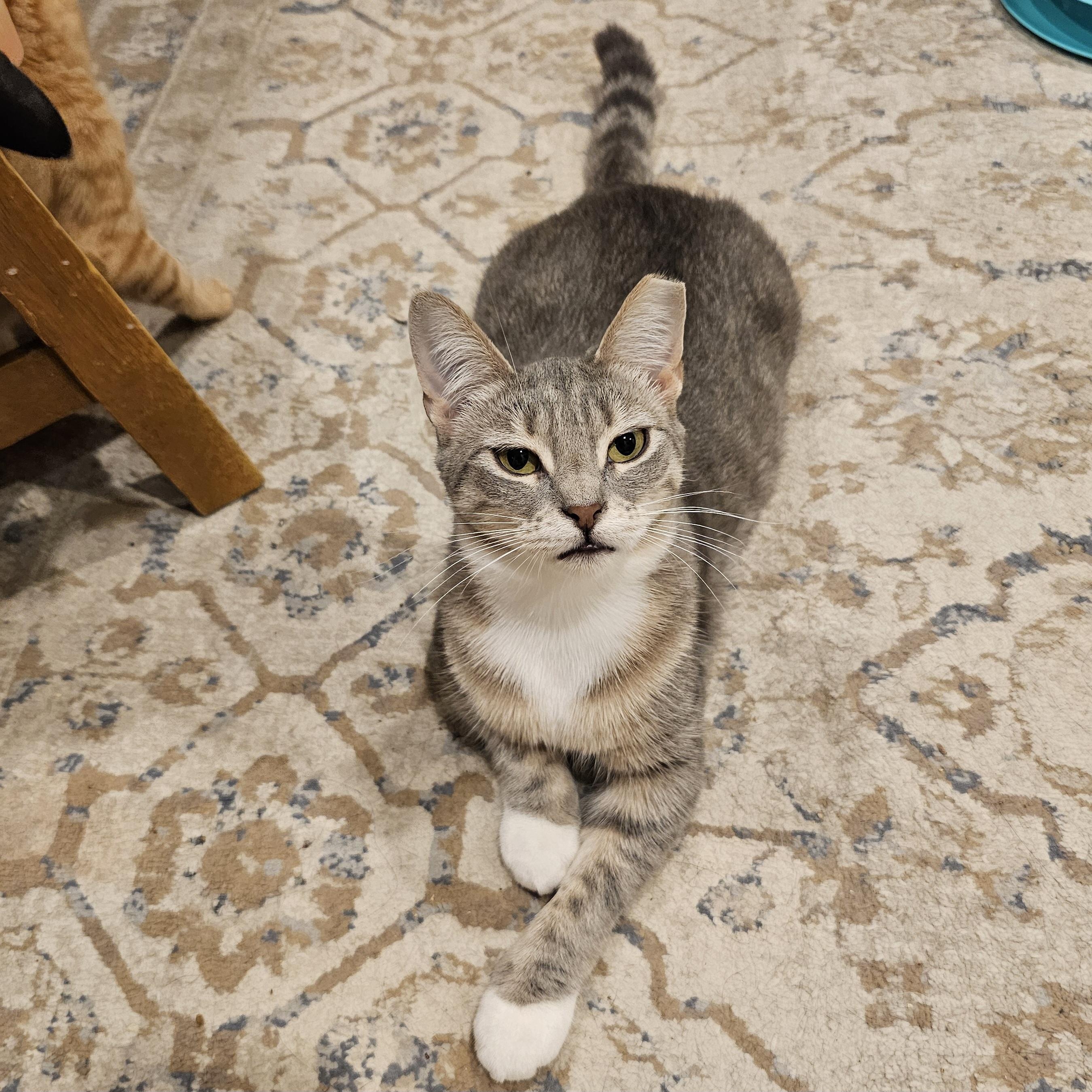 Enlarge Tiny, an adopted Domestic Short Hair in Ridgefield, CT image 3/6