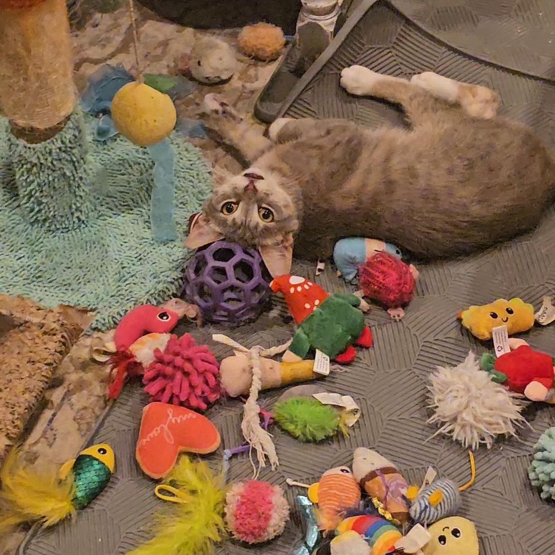 Enlarge Tiny, an adopted Domestic Short Hair in Ridgefield, CT image 5/6