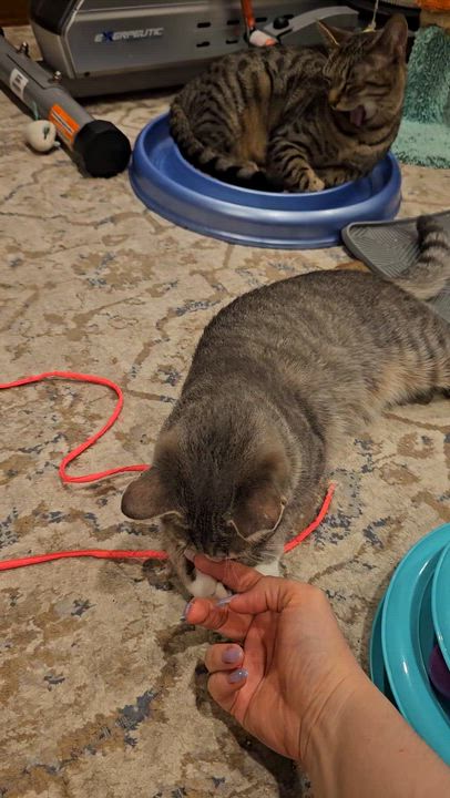 Enlarge Tiny, an adopted Domestic Short Hair in Ridgefield, CT video 6/6