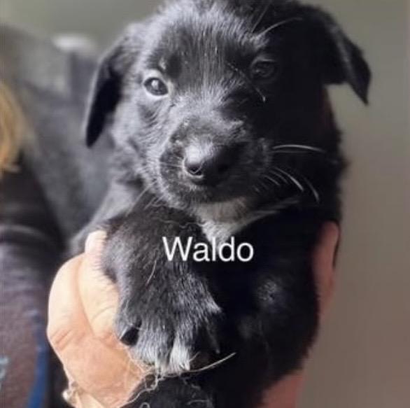 Waldo, ADOPTABLE, Puppy Male Golden Retriever.