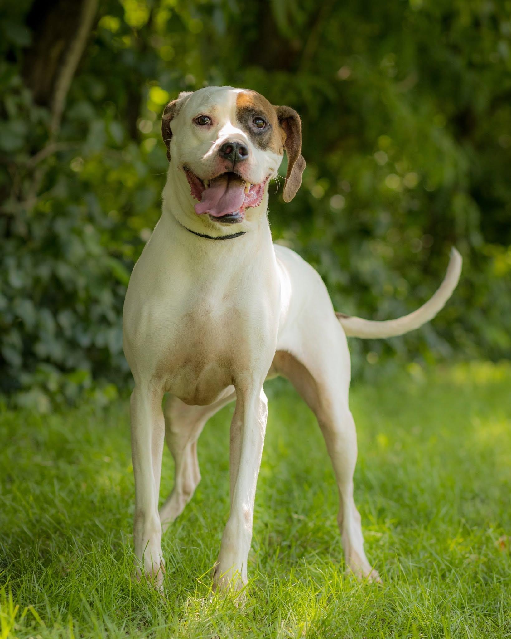 Enlarge SUPERNOVA (0073), a Adoptable mixed breed in Bridgeport, CT image 1/1