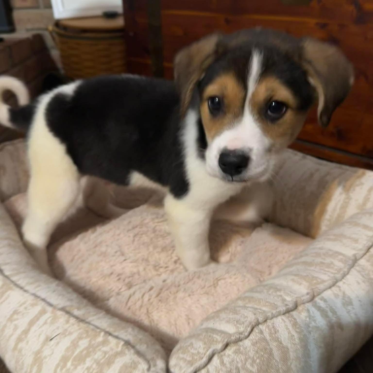 Enlarge Ethan, an adopted mixed breed in Bethlehem, PA image 4/6