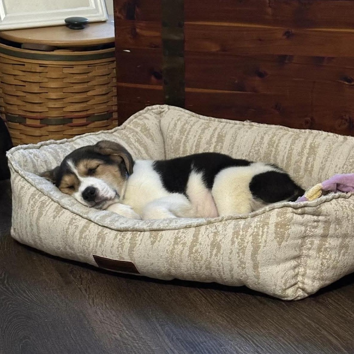 Ethan, adopted, Puppy Male Hound & Mixed Breed.