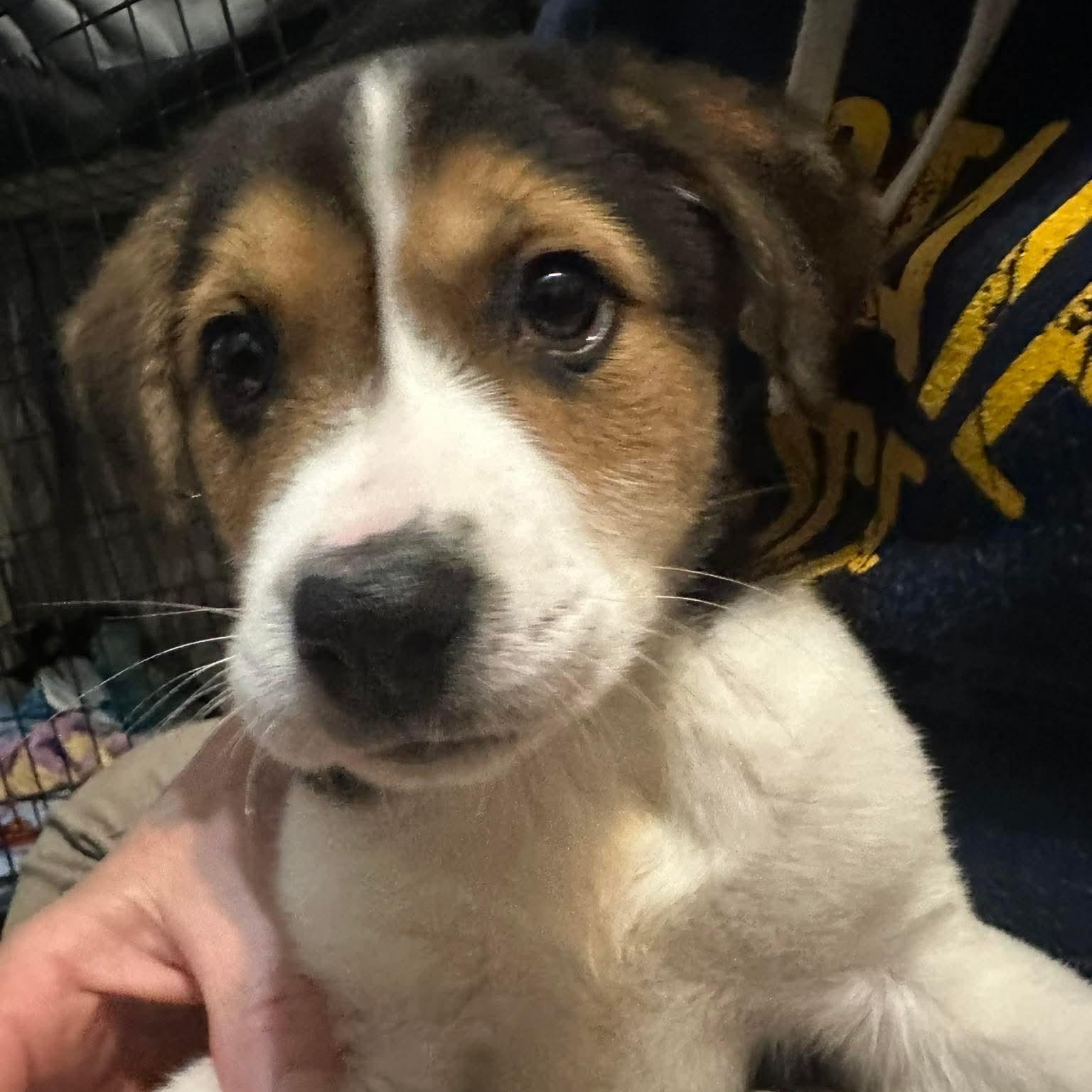 Enlarge Ethan, an adopted mixed breed in Bethlehem, PA image 3/6