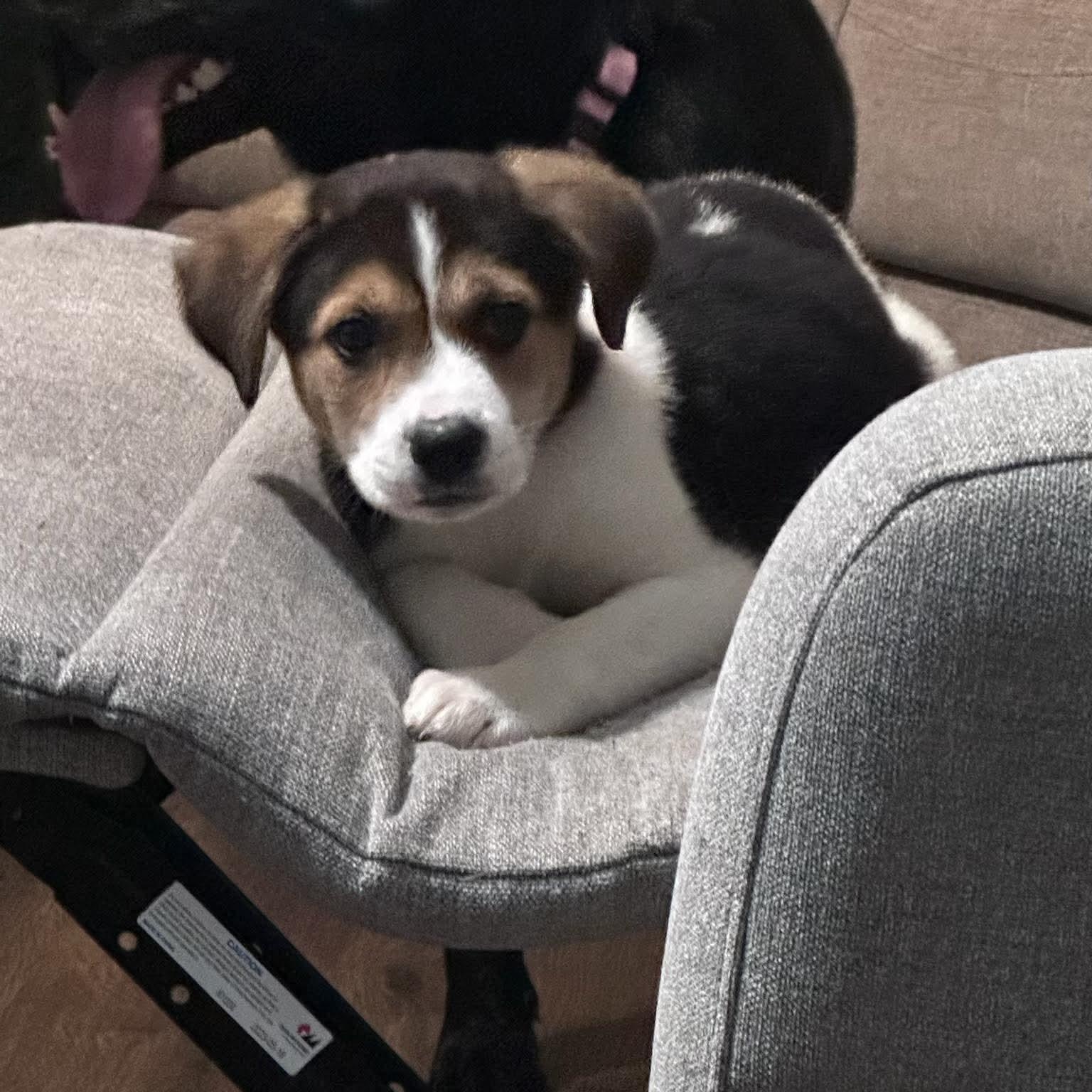 Enlarge Ethan, an adopted mixed breed in Bethlehem, PA image 5/6