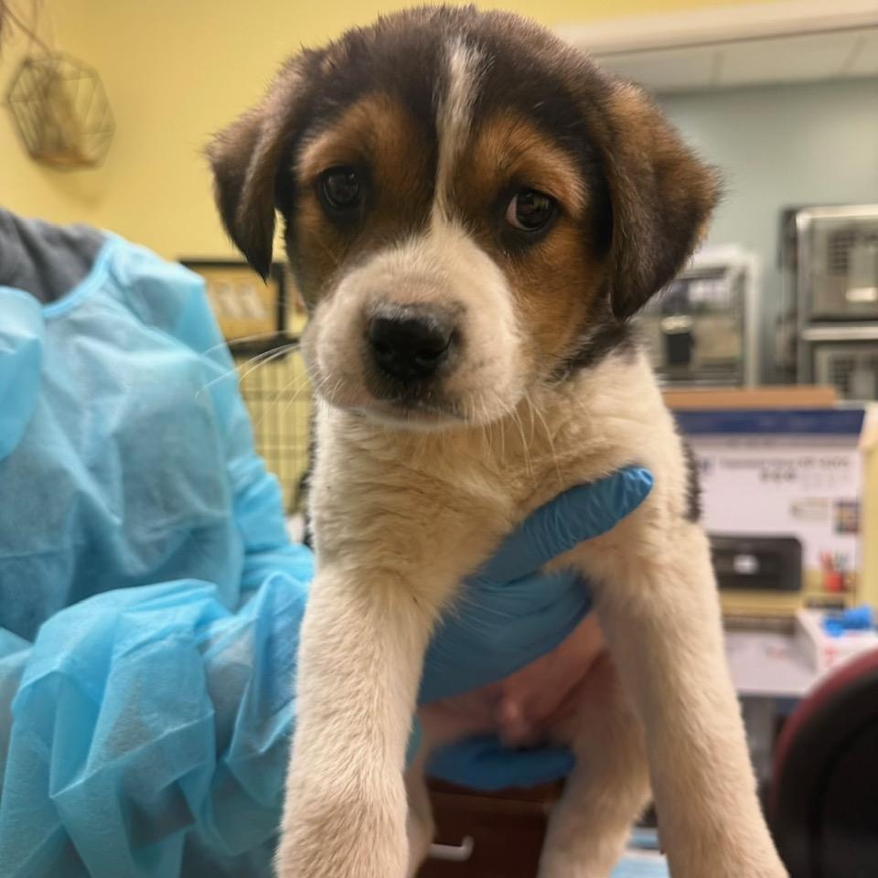 Enlarge Ethan, an adopted mixed breed in Bethlehem, PA image 2/6