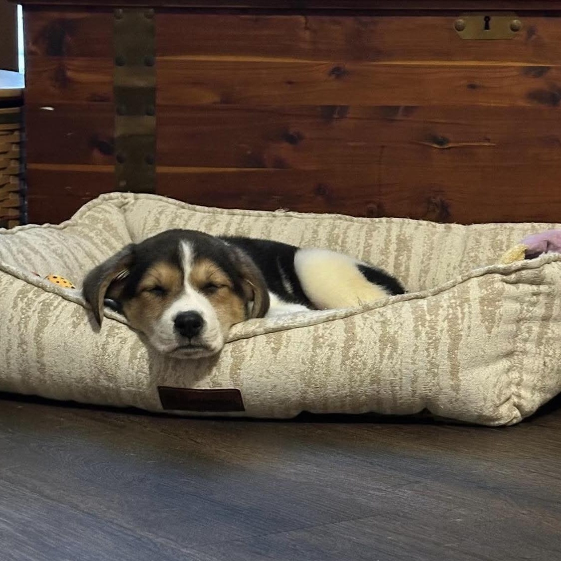 Enlarge Ethan, an adopted mixed breed in Bethlehem, PA image 6/6