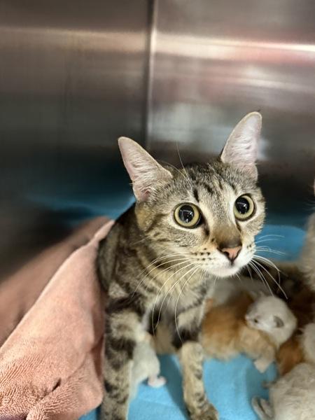 Enlarge Chelsea, a Adoptable mixed breed in Silverdale, WA image 2/2