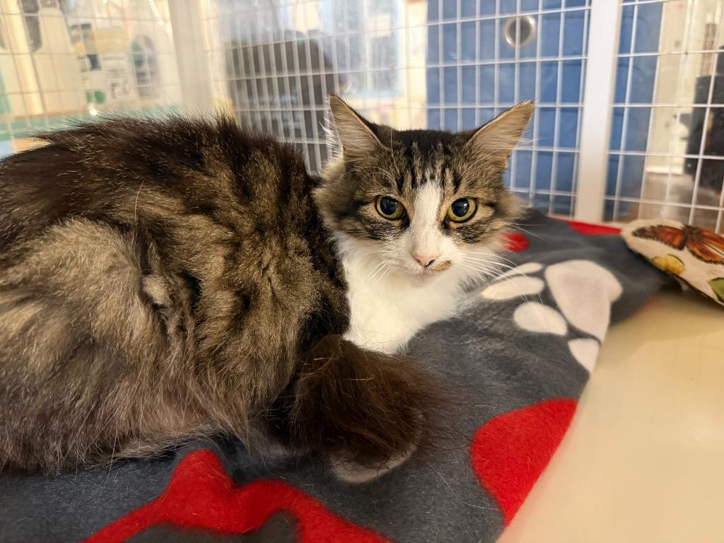 Vienna, ADOPTABLE, Young Female Domestic Long Hair.