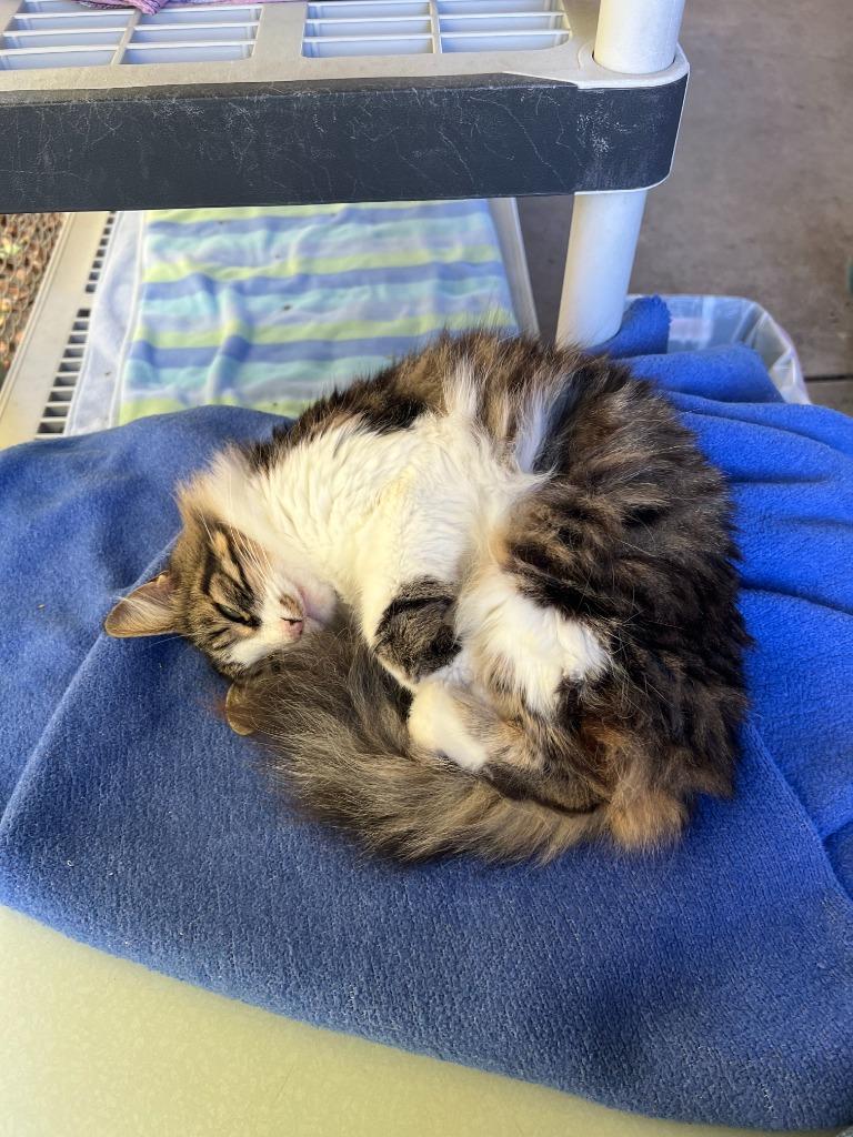 Vienna, a ADOPTABLE Domestic Long Hair in San Luis Obispo, CA image 2/3