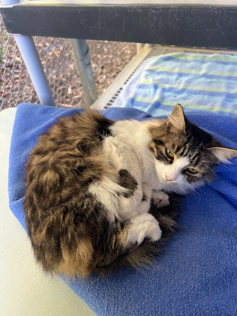 Vienna, a ADOPTABLE Domestic Long Hair in San Luis Obispo, CA image 3/3