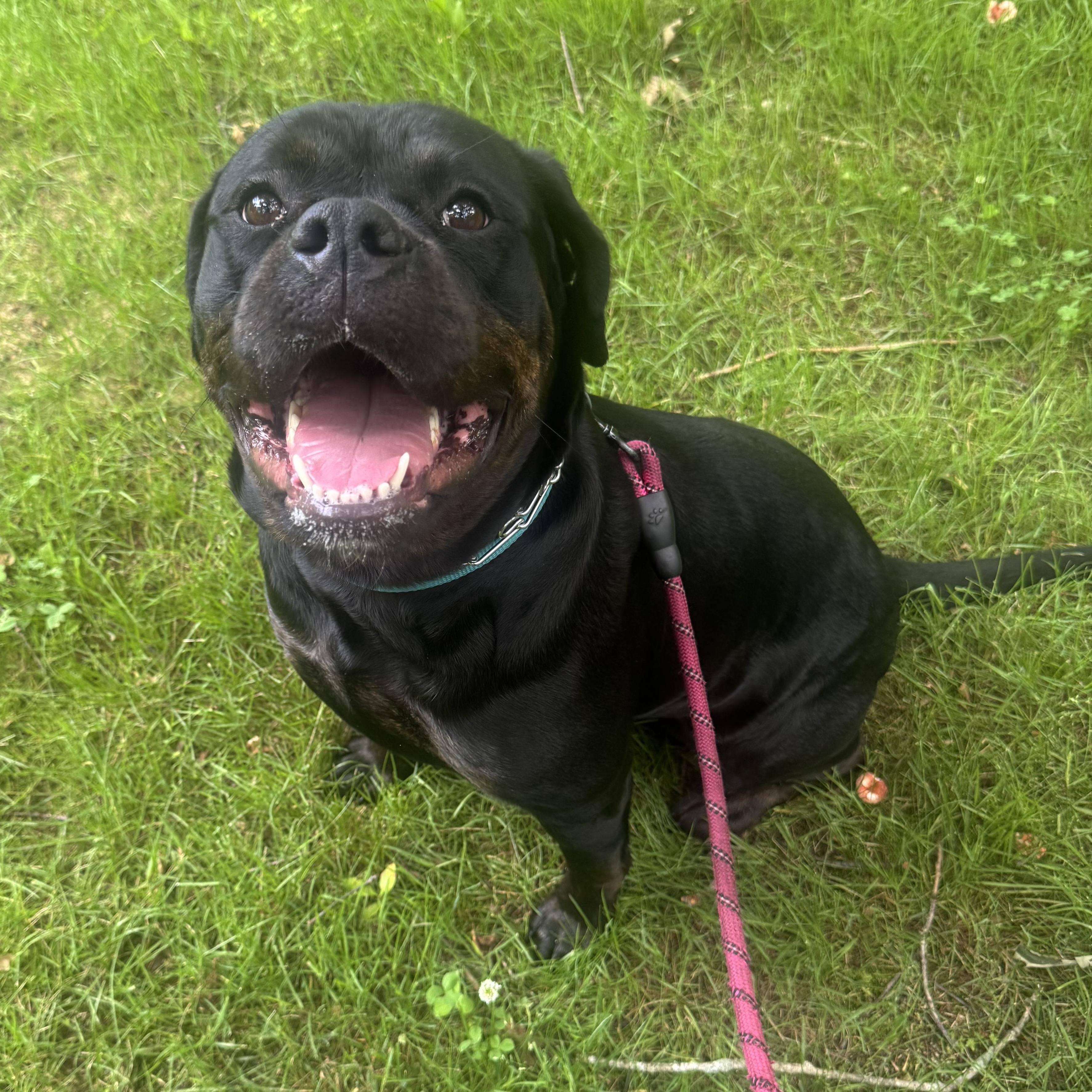 Enlarge Meena, a Adoptable Rottweiler in AQUEBOGUE, NY image 2/5