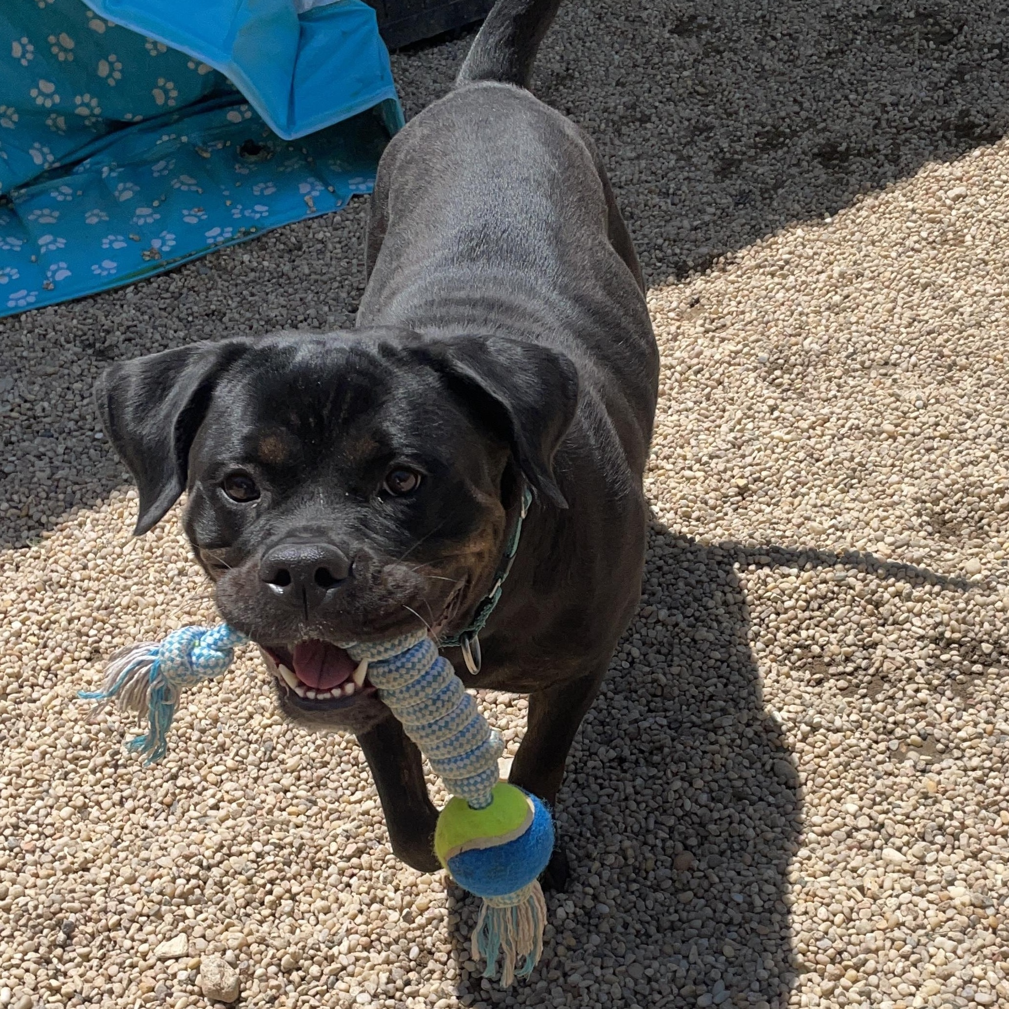 Enlarge Meena, a Adoptable Rottweiler in AQUEBOGUE, NY image 3/5