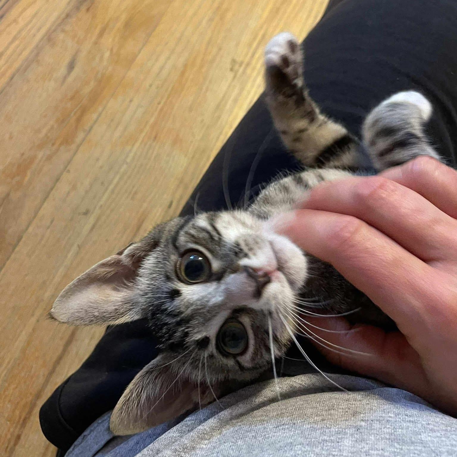 Tabby