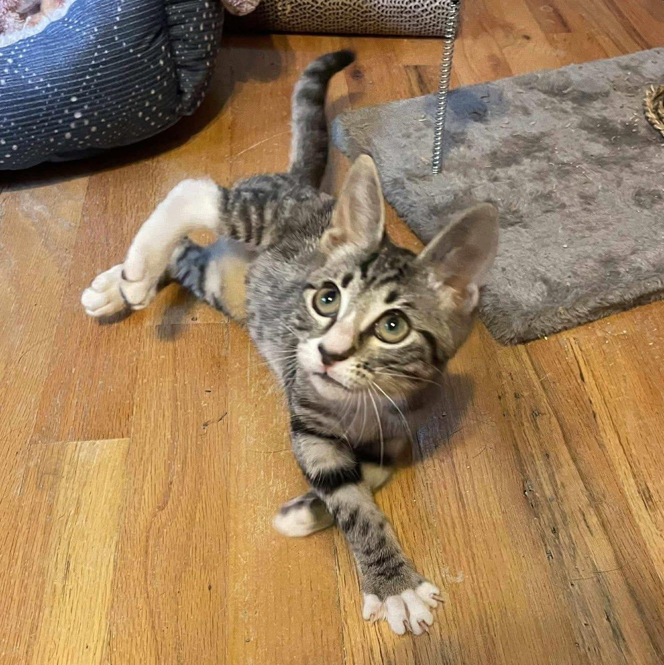 Tabby