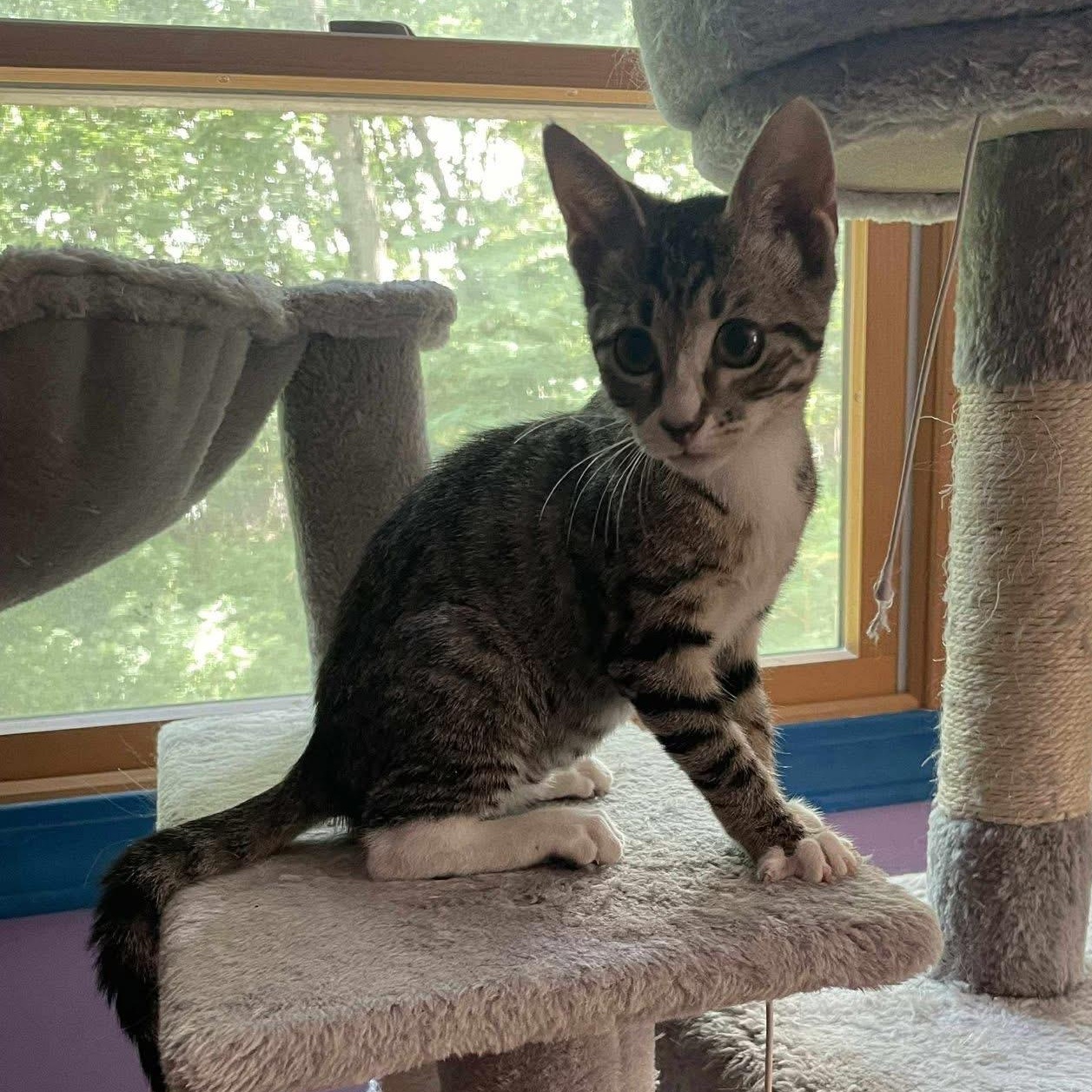 Tabby