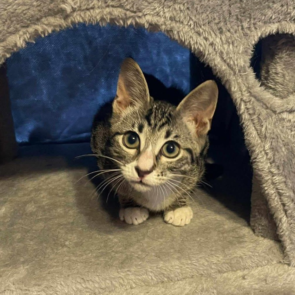 Tabby