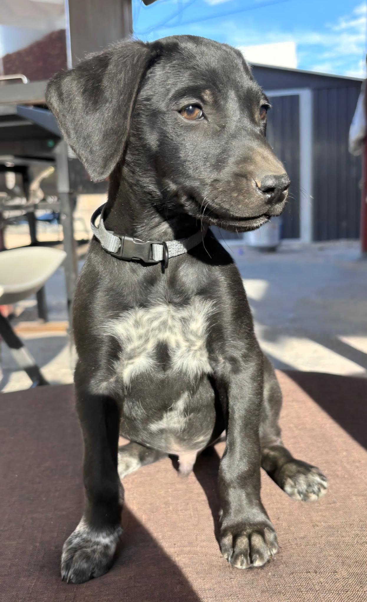 Enlarge Apollo, a Adoptable Flat-Coated Retriever in Midway, UT image 1/3