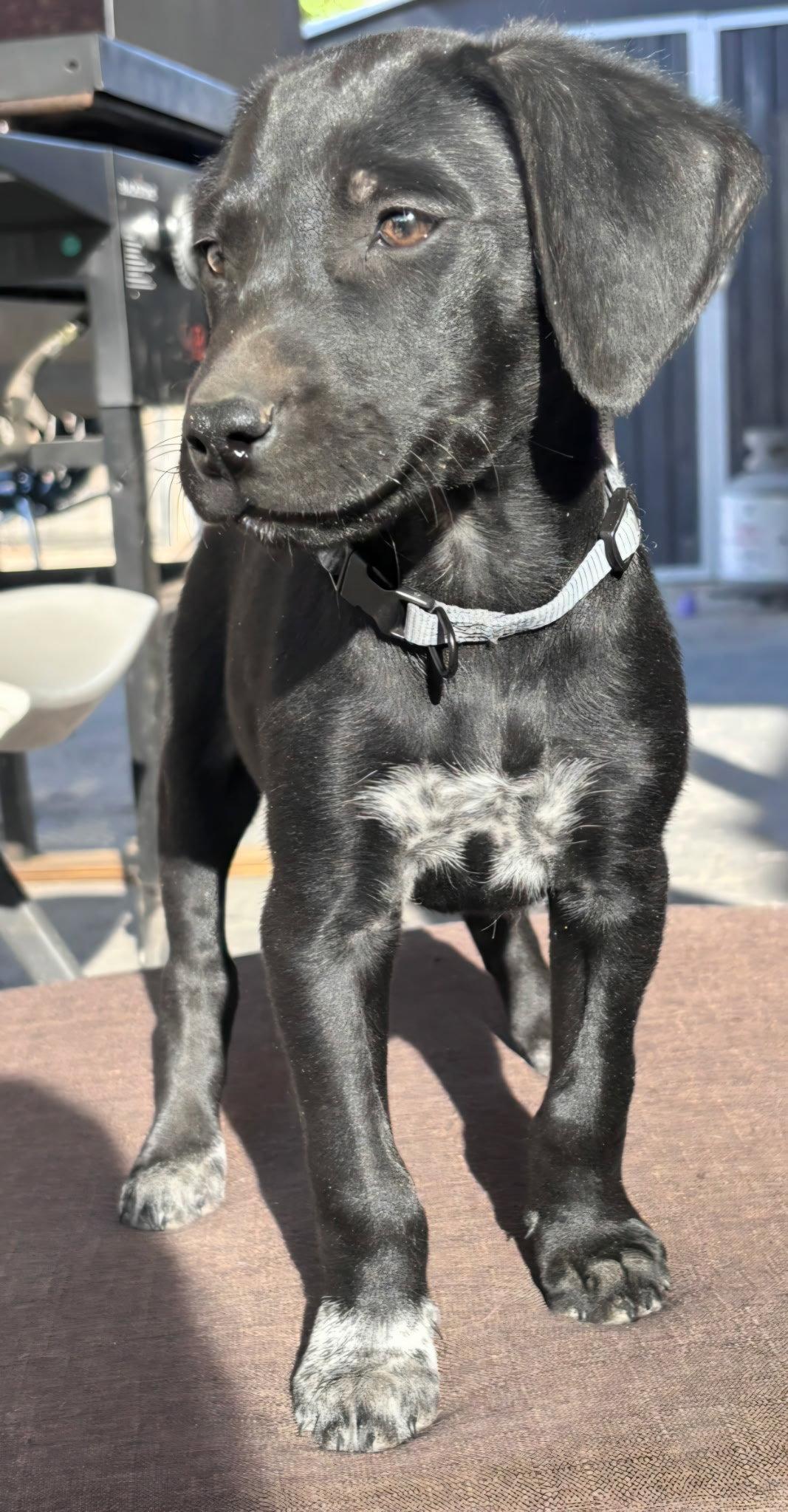 Enlarge Apollo, a Adoptable Flat-Coated Retriever in Midway, UT image 3/3