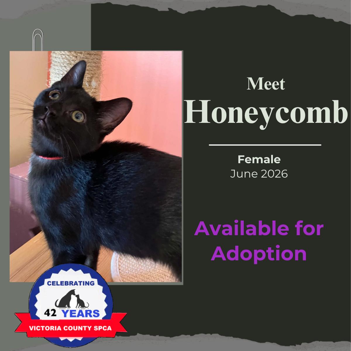 Honey Comb, Adoptable, Young Female Domestic Short Hair.