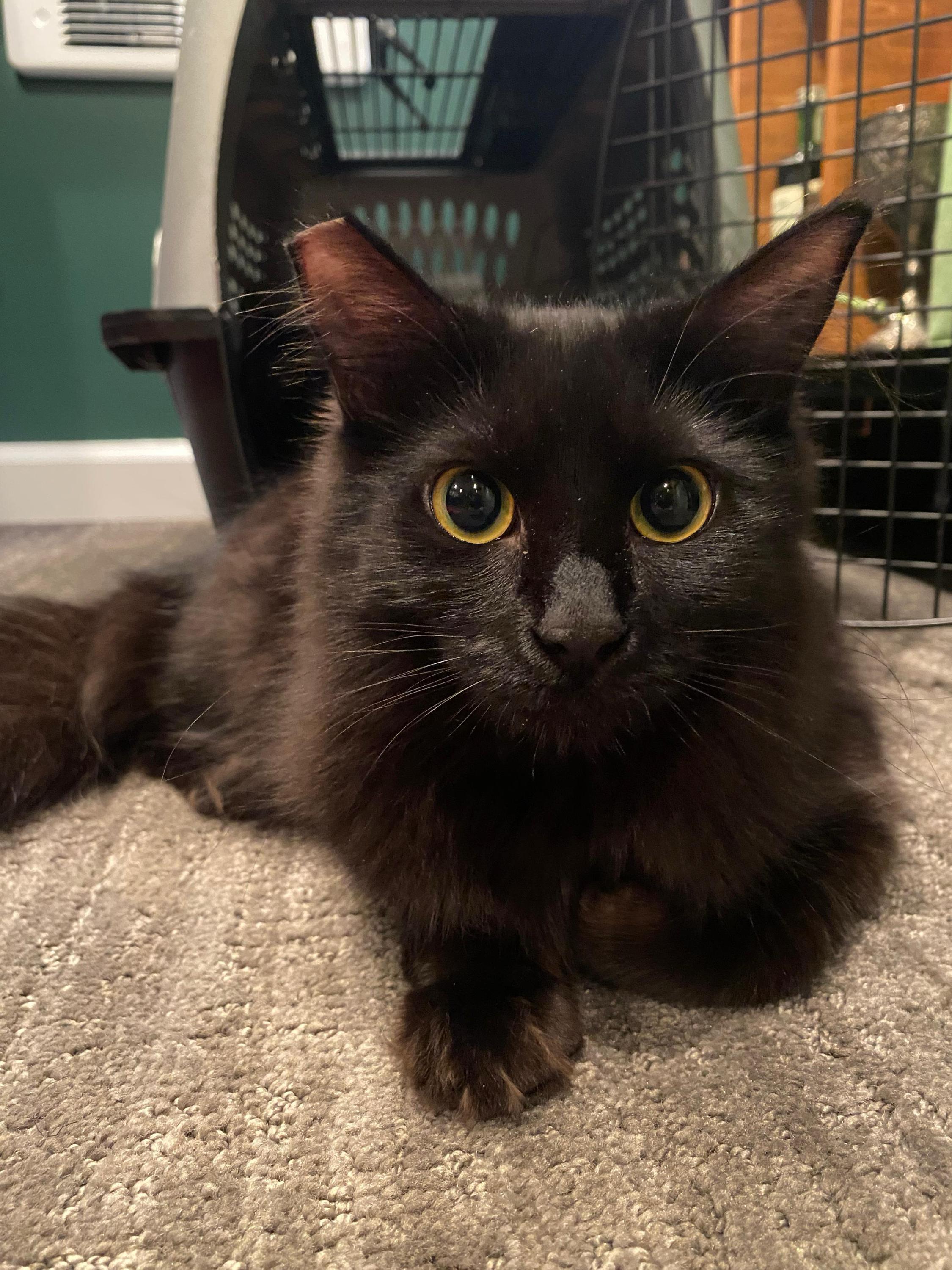 Enlarge Broccolini and Florette, a ADOPTABLE Domestic Short Hair in Seattle, WA image 5/6