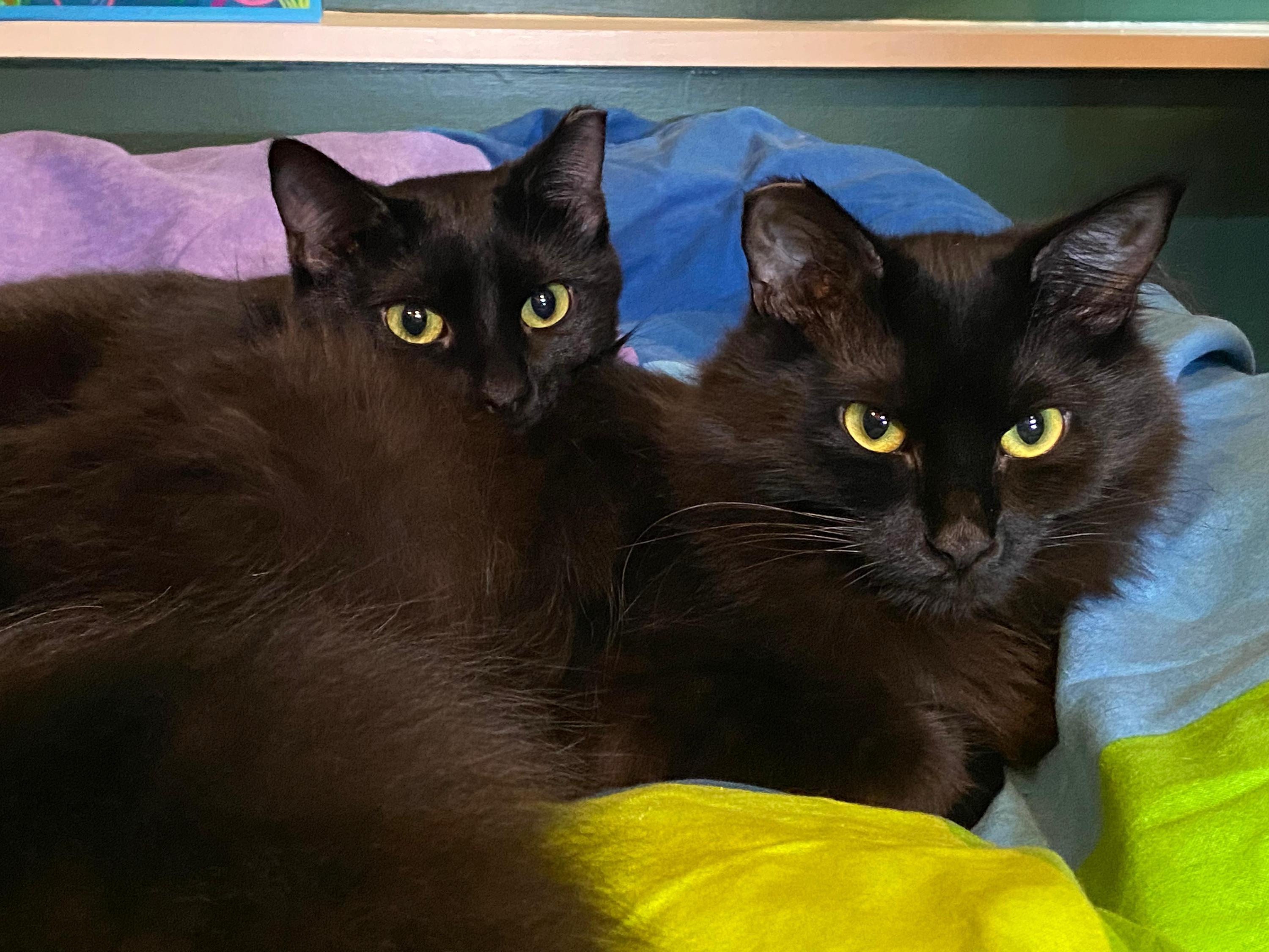 Broccolini and Florette, ADOPTABLE, Kitten Male Domestic Short Hair.