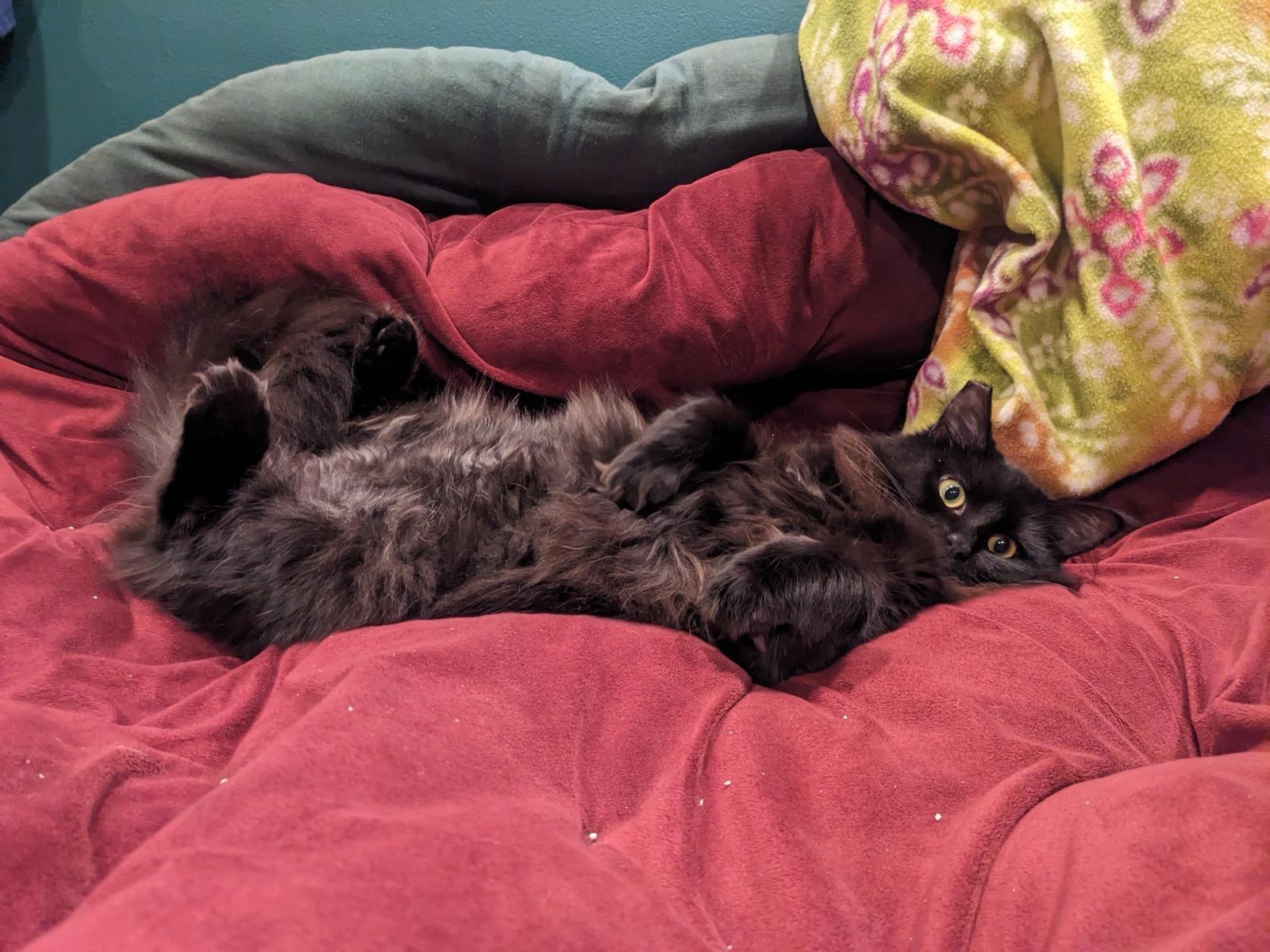 Enlarge Broccolini and Florette, a ADOPTABLE Domestic Short Hair in Seattle, WA image 4/6