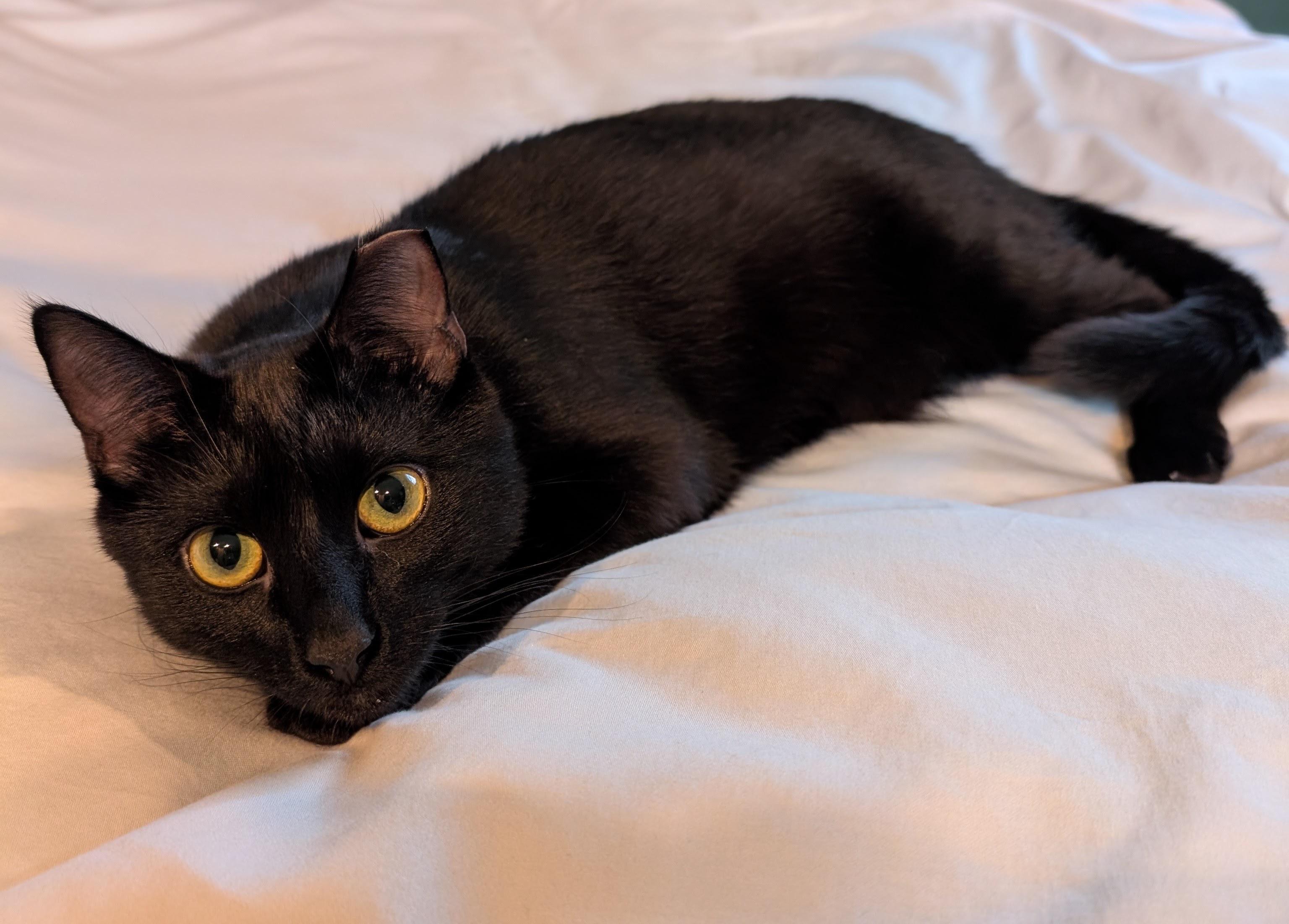 Enlarge Broccolini and Florette, a ADOPTABLE Domestic Short Hair in Seattle, WA image 3/6