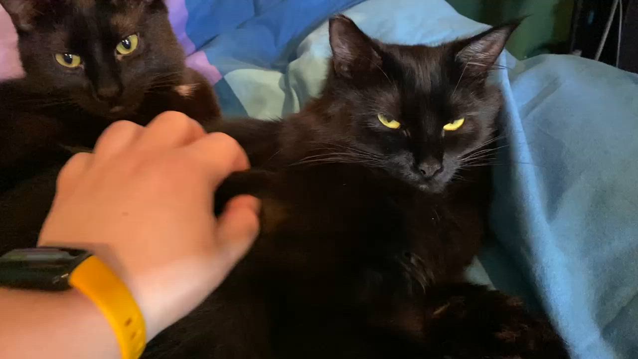 Enlarge Broccolini and Florette, a ADOPTABLE Domestic Short Hair in Seattle, WA video 2/6