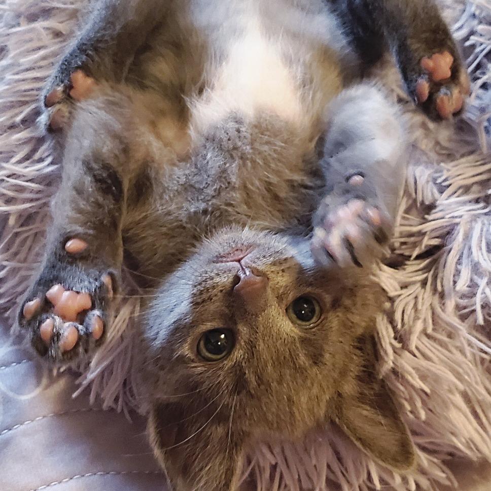 Casper, Adoptable, Kitten Male Domestic Short Hair.