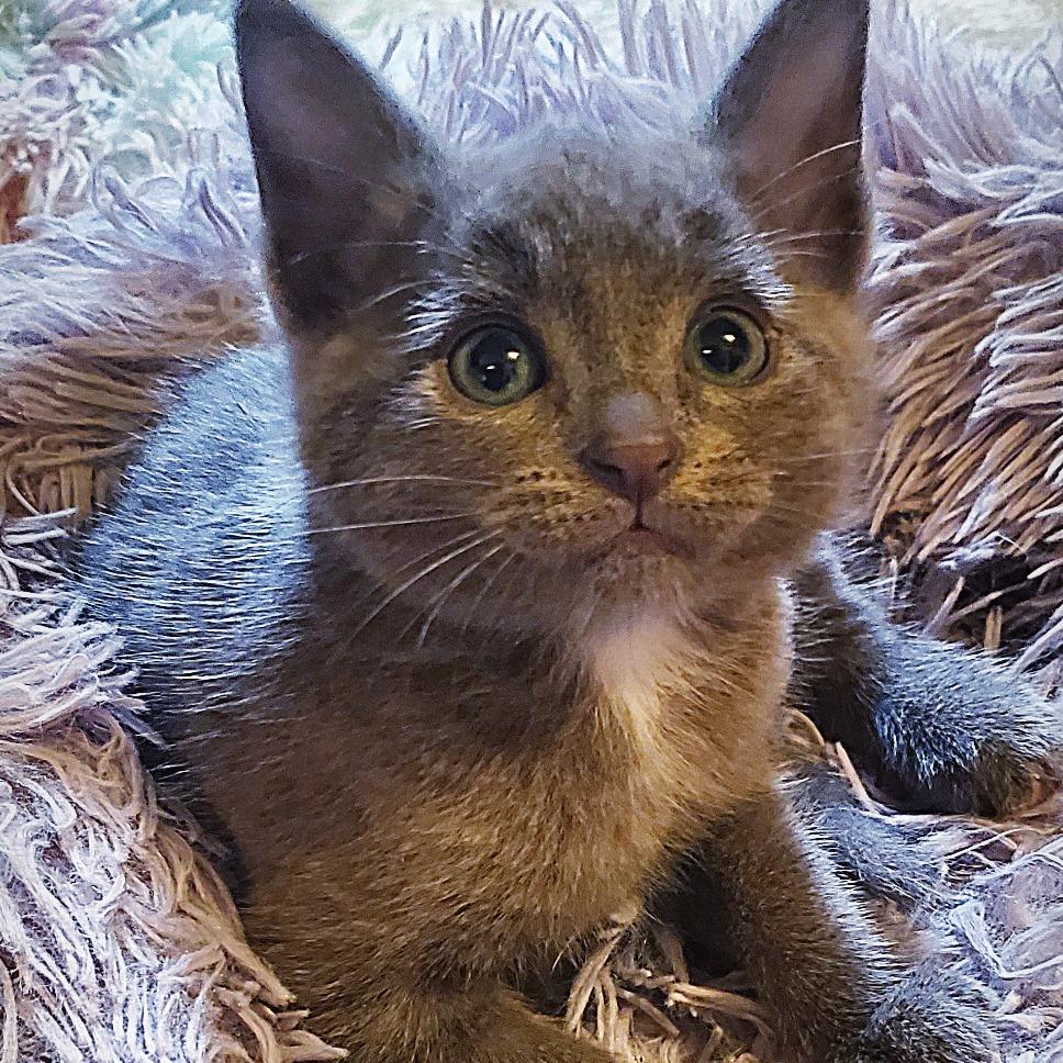 Enlarge Casper, a Adoptable Domestic Short Hair in Keizer, OR image 2/3