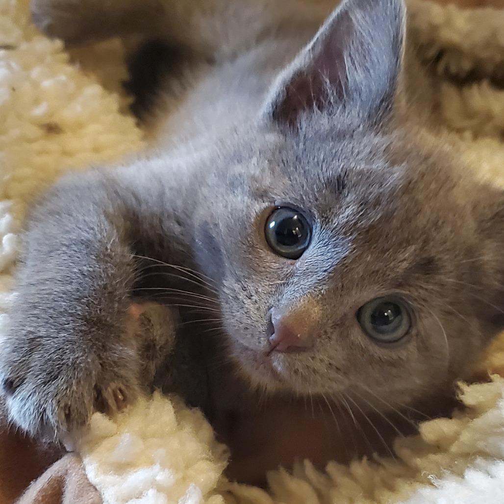 Enlarge Casper, a Adoptable Domestic Short Hair in Keizer, OR image 3/3
