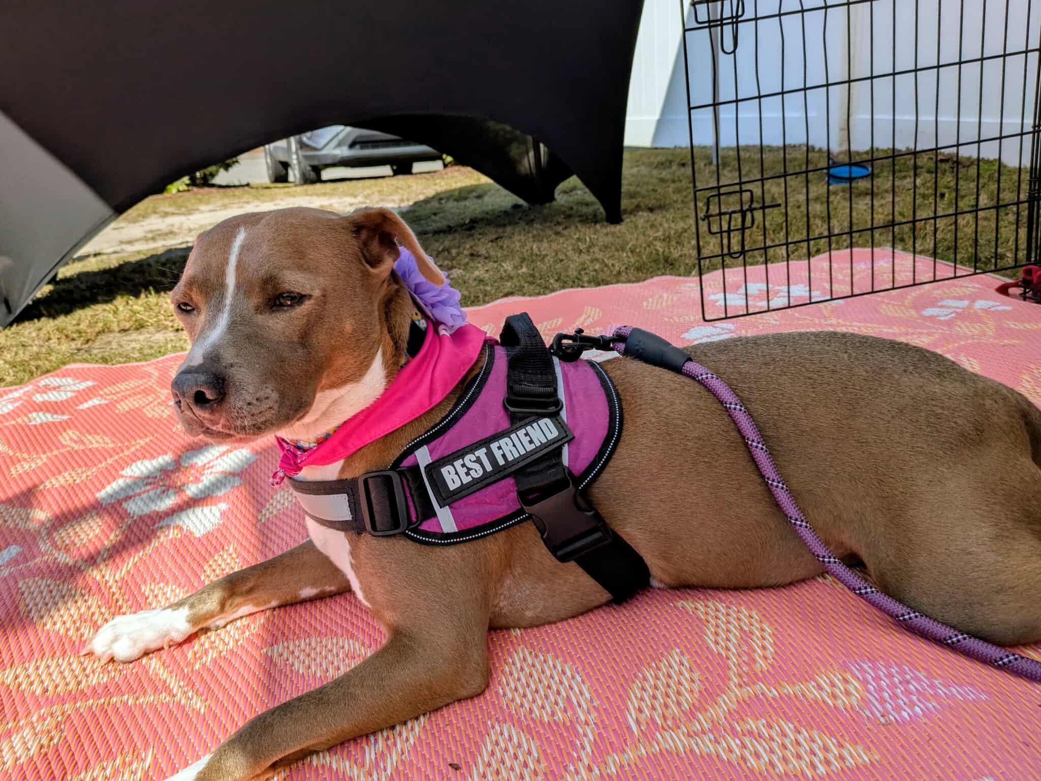 Enlarge Olive, a Adoptable mixed breed in Raeford, NC image 5/6