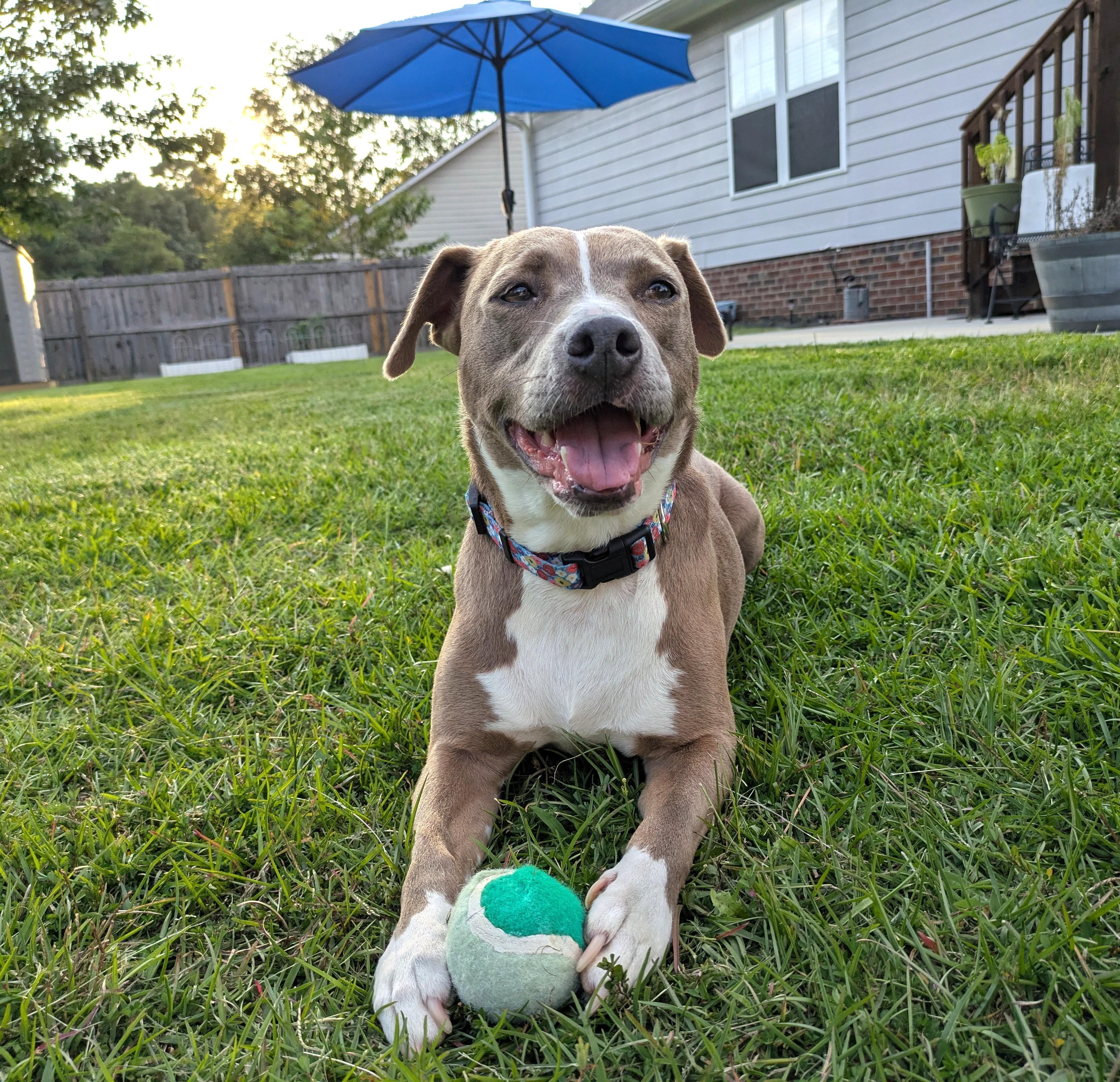 Enlarge Olive, a Adoptable mixed breed in Raeford, NC image 1/6