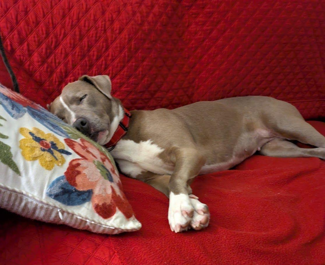 Enlarge Olive, a Adoptable mixed breed in Raeford, NC image 2/6