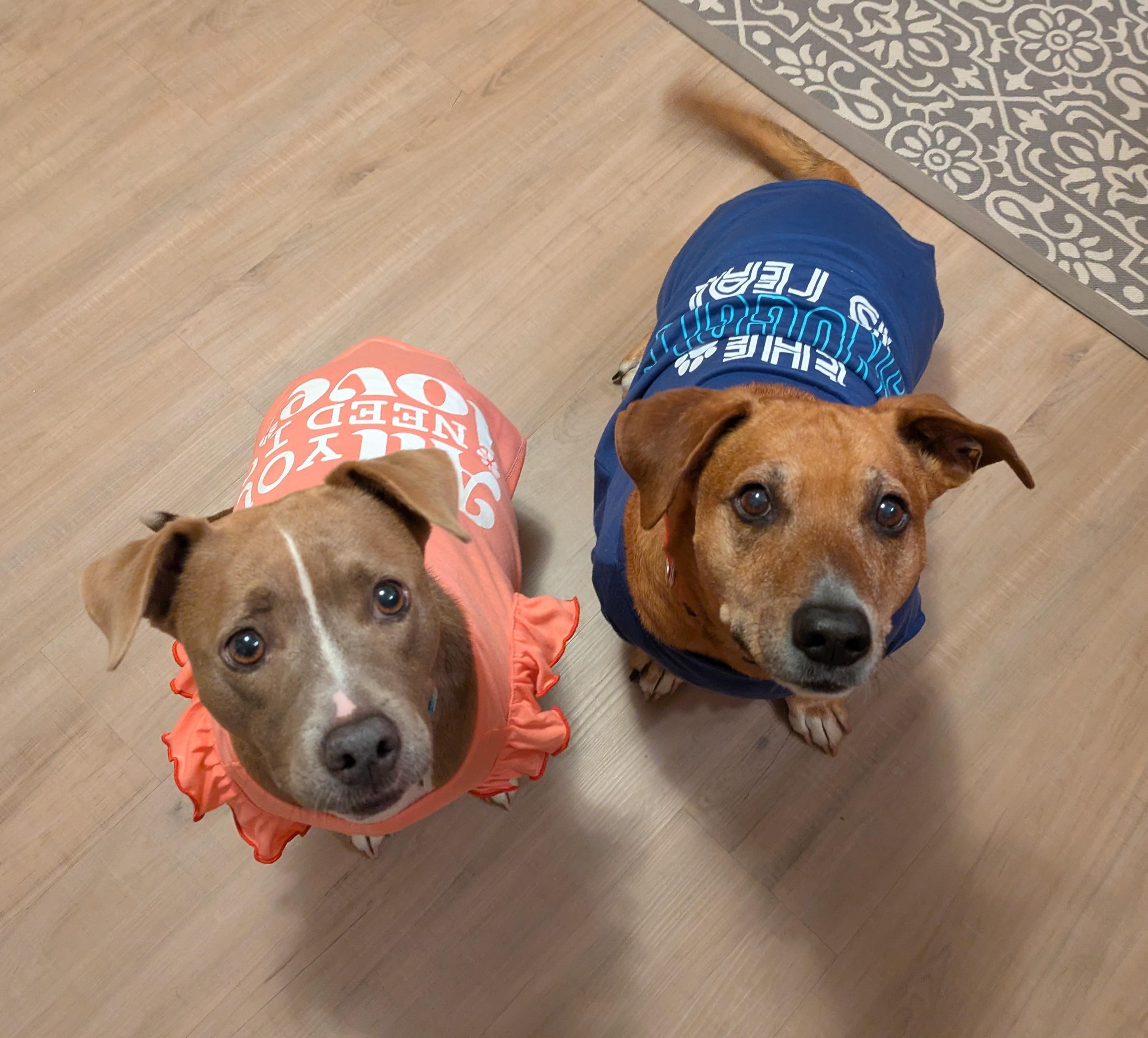 Enlarge Olive, a Adoptable mixed breed in Raeford, NC image 3/6