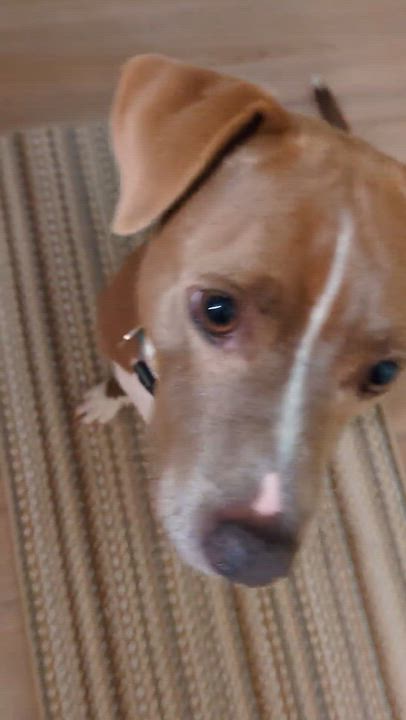 Enlarge Olive, a Adoptable mixed breed in Raeford, NC video 6/6