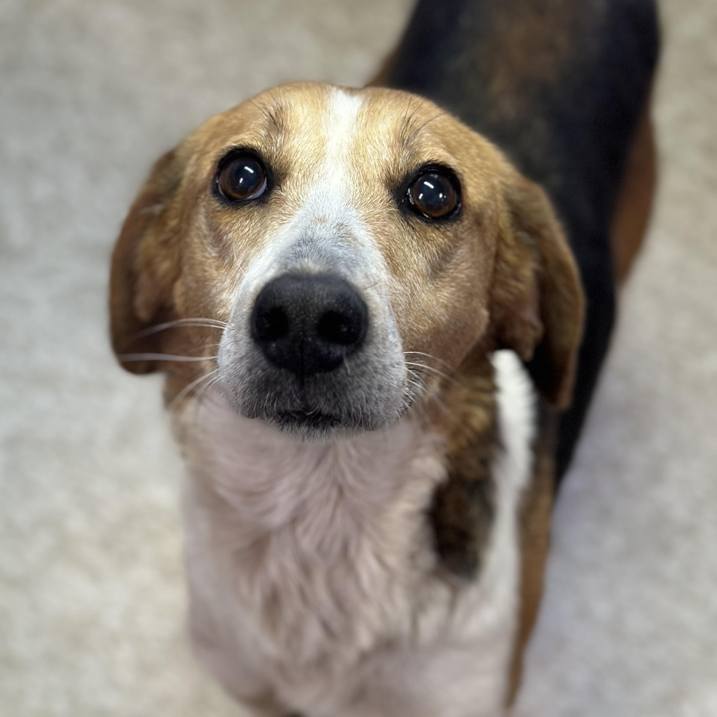 Enlarge Leslie, a Adoptable mixed breed in Raleigh, NC image 3/6