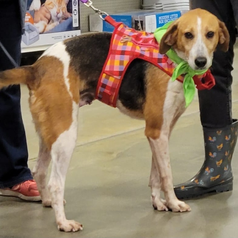 Enlarge Leslie, a Adoptable mixed breed in Raleigh, NC image 4/6