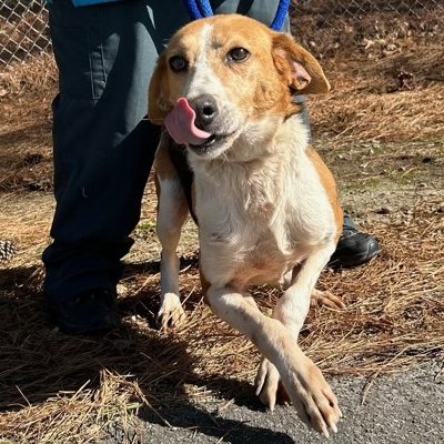 Enlarge Leslie, a Adoptable mixed breed in Raleigh, NC image 5/6