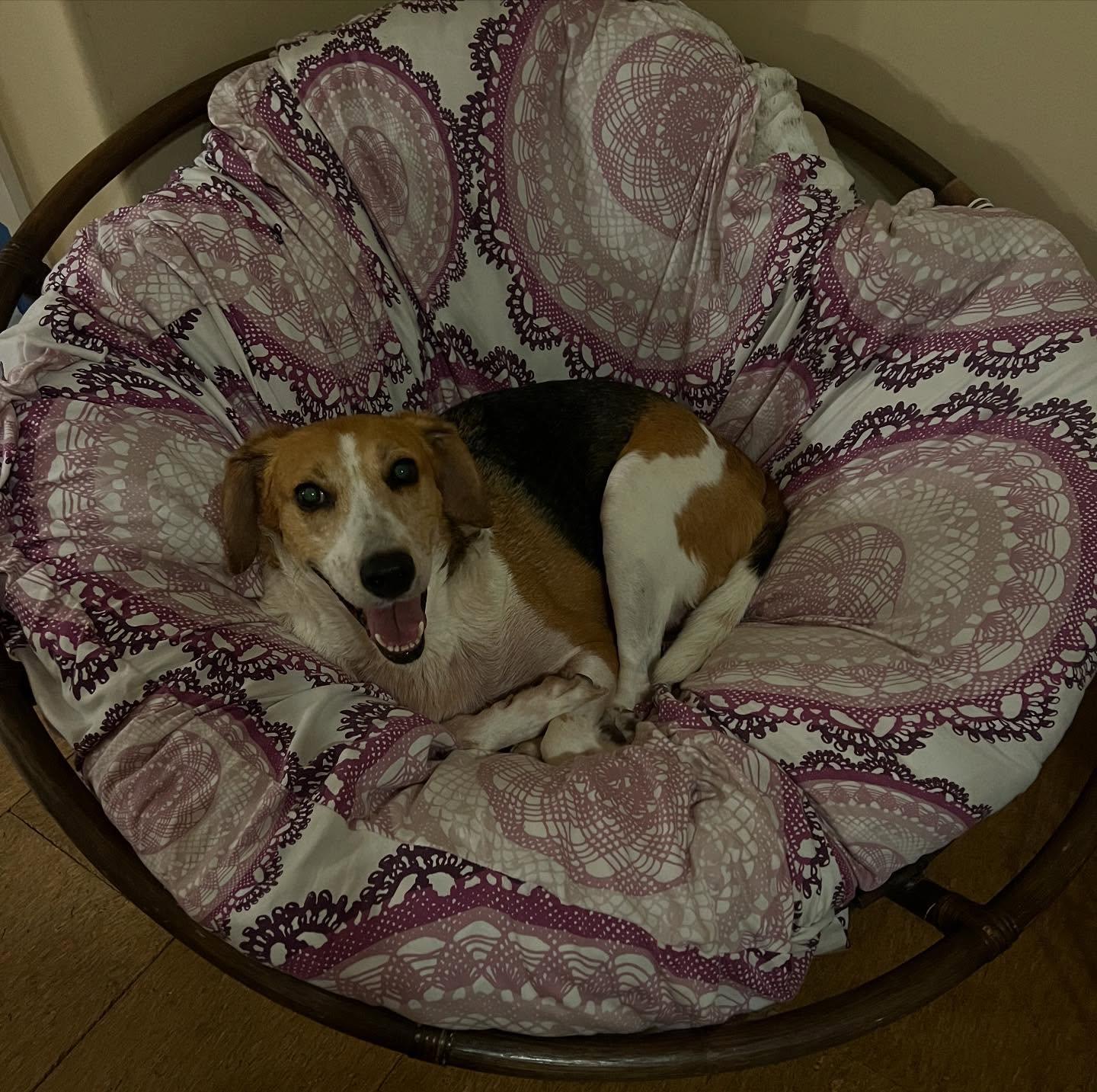 Enlarge Leslie, a Adoptable mixed breed in Raleigh, NC image 2/6