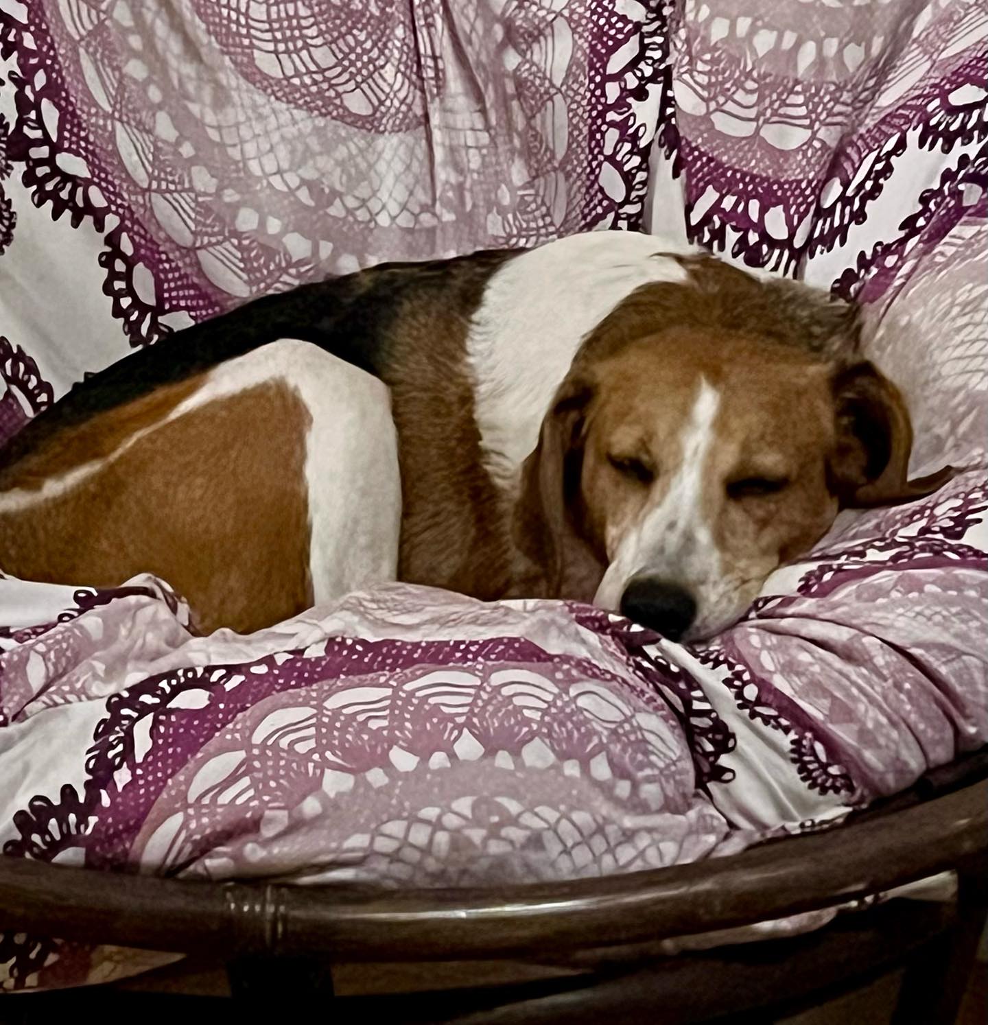 Leslie, Adoptable, Adult Female American Foxhound & Treeing Walker Coonhound.
