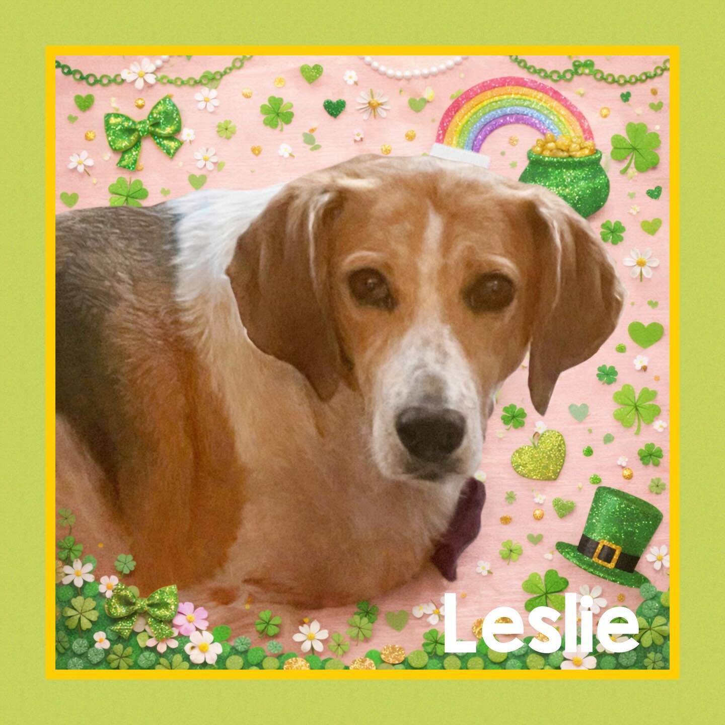 Enlarge Leslie, a Adoptable mixed breed in Raleigh, NC image 1/6