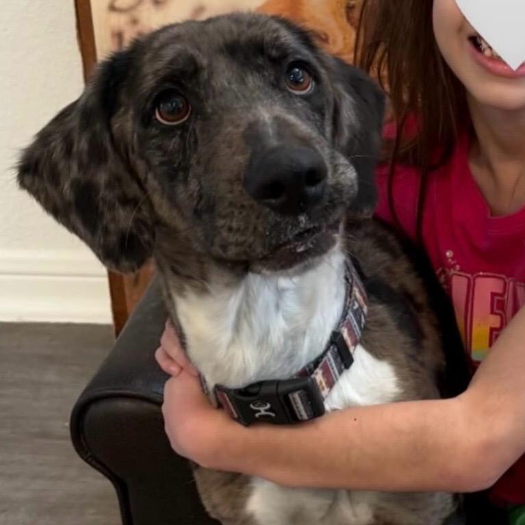 Daisy, ADOPTABLE, Adult Female Catahoula Leopard Dog & Basset Hound.
