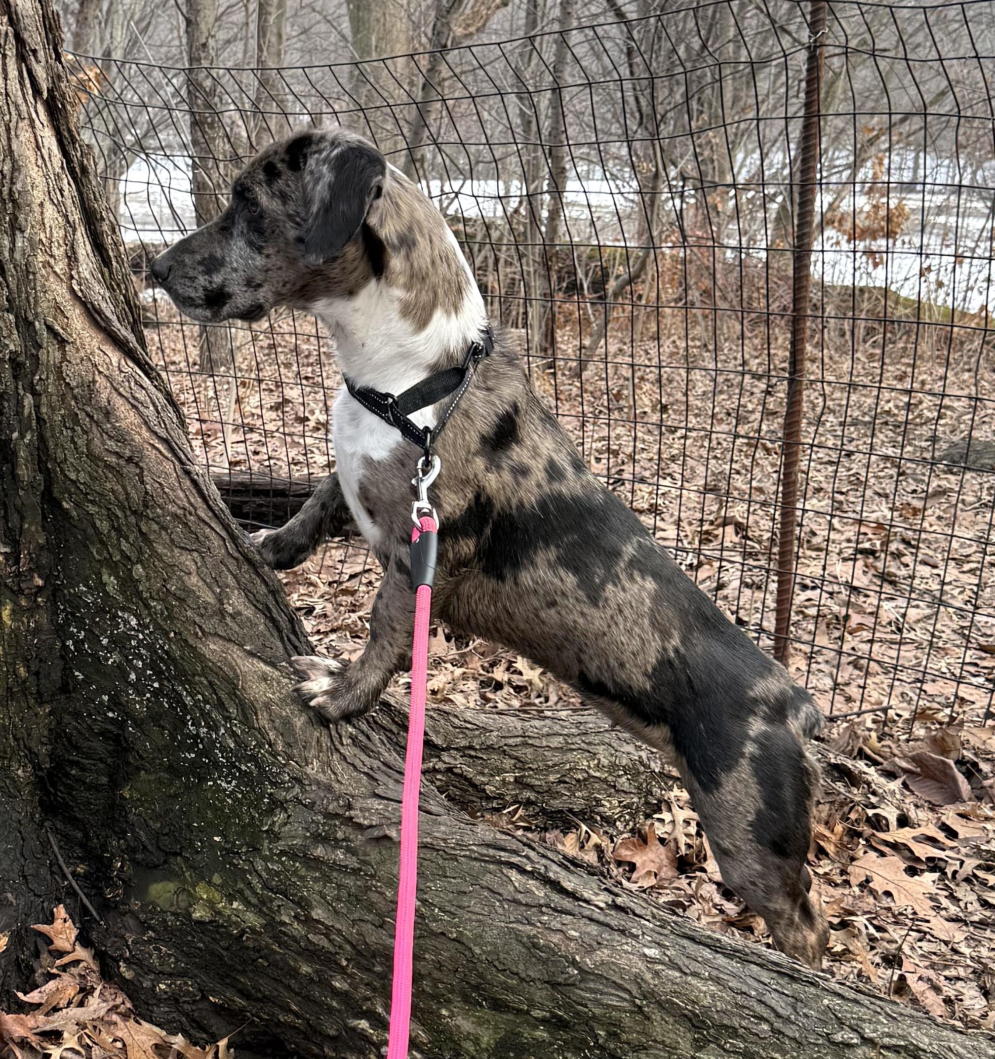 Enlarge Daisy, a ADOPTABLE mixed breed in Brooklyn, NY image 3/6
