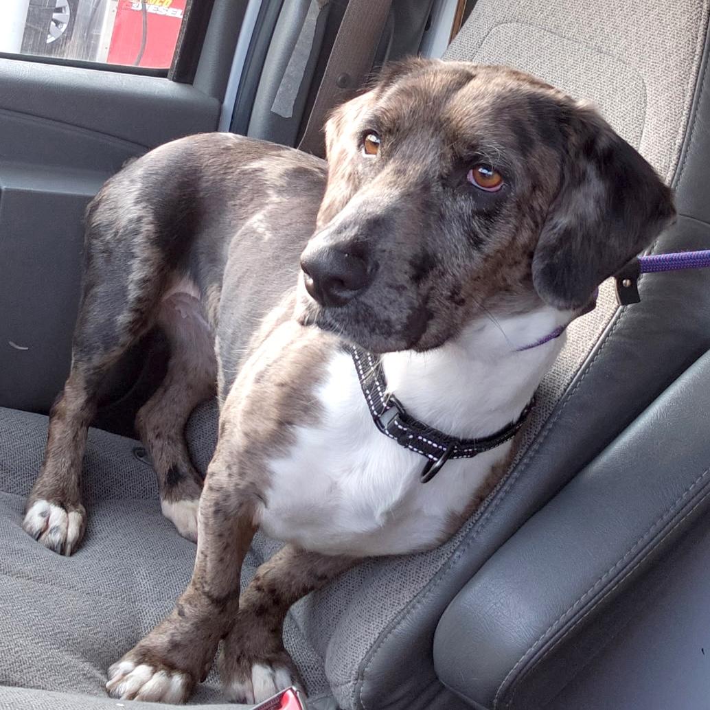 Enlarge Daisy, a ADOPTABLE mixed breed in Brooklyn, NY image 2/6